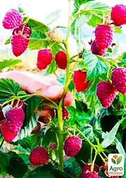 Саджанець Agro-Market Малинове дерево Душа природи (Soul of nature) 1 шт. в пакуванні (103574) - мініатюра 2