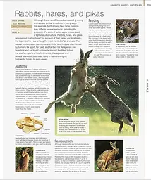 Animal. The Definitive Visual Guide - мініатюра 3