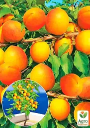 Саджанець Agro-Market Абрикос Лука (ранній термін дозрівання) 1 шт. в упаковці (178838) - мініатюра 2