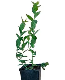 Саджанець Agro-Market Лохина (чорниця садова) рання Фіолент (високоурожайний та хворобостійкий сорт) 1 саджанець (177227) - мініатюра 2