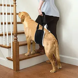 Підтримуюча шлейка для собак Harness Helps, нагрудна/для стегон - мініатюра 2