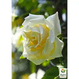 Саджанець Agro-Market Троянда плетиста Lemon Pillar (17371) 1 шт. - мініатюра 4