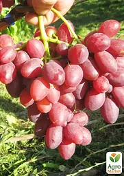 Саджанець Agro-Market Виноград Дунав 1 шт. в пакуванні (43890) - мініатюра 2