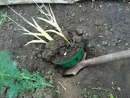 Кошик для цибулин Form-Plastic Круглий-18 1.5 л зелений (0559-017) - мініатюра 4