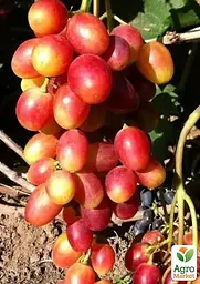Саджанець Agro-Market Виноград Купідон (надранній, двостатевий, суперврожайний великий виноград) 1 шт. в пакуванні (182148) - мініатюра 2