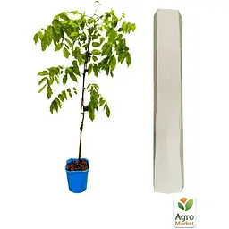 Саджанець Agro-Market Гліцинія 3-х річна китайська Блу сапфір (Wisteria chinensis Blue Sapphire) С2 (57024) 1 шт. в упаковці - мініатюра 3