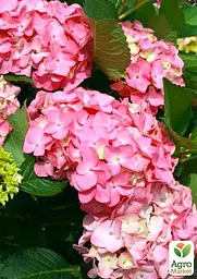 Саджанець Agro-Market LMTD Гортензія крупнолиста квітуча 2-х річна Early Pink (20-30см) (62421) - мініатюра 3
