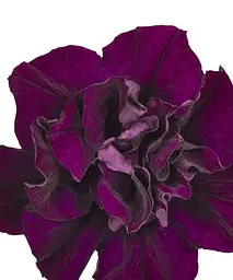 Сурфінія Double Cascade Burgundy (контейнер № 10 висота 10-15 см) Agro-Market 1 саджанець в упаковці (49123) - мініатюра 2