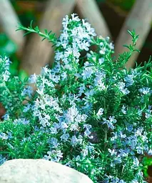 Розмарин Блакитний Blue Winter (контейнер №10, висота 15 см) Agro-Market 1 шт. в упаковці (49122) - мініатюра 2