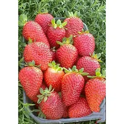 Саджанець Agro-Market Полуниця Альбіон (Albion) 5шт (ремонтантний великоплідний сорт) (37281) - мініатюра 6