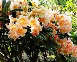 Рододендрон Agro-Market Flautando персиковий 1 саджанець в упаковці (25905) - мініатюра 4
