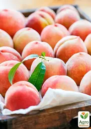 Саджанець Agro-Market Персик Фреш Вайт (біла м'якоть, середній термін дозрівання) 1 шт. в упаковці (176365) - мініатюра 2
