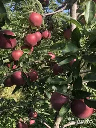 Саджанець Agro-Market Яблуня Ред Чіф (зимовий сорт, пізній термін дозрівання) 1 шт. в упаковці (25685) - мініатюра 4