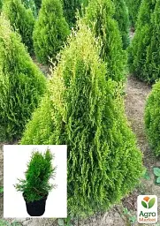 Саджанець Agro-Market Туя 3-річна західна Smaragd Witbont S3 висота 30-40 см 1 шт. в упаковці (62795) - мініатюра 2