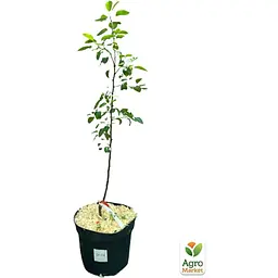 Саджанець Agro-Market Груша Рікс укорінена в контейнері (саджанець 2 роки) (153292) - мініатюра 4