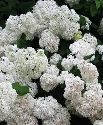 Гортензія Agro-Market Bright White крупнолиста біла 1 саджанець в упаковці (44818) - мініатюра 4
