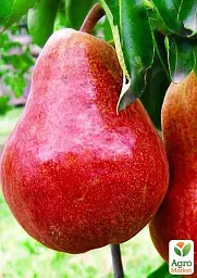 Саджанець Agro-Market Груша Діколор (зимовий сорт, пізній термін дозрівання) 1 шт. в упаковці (49470) - мініатюра 2