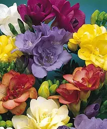 Фрезія Mix Agro-Market 5 шт. в упаковці (53329) - мініатюра 2