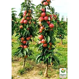 Саджанець Agro-Market Яблуня колоноподібна Легенда укорінена в контейнері (саджанець 2 роки) (99968) - мініатюра 2
