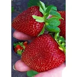 Саджанець Agro-Market Полуниця Маршал (Marshal) 5шт (середній термін дозрівання, сорт стійкий до багатьох хвороб) (36948) - мініатюра 3