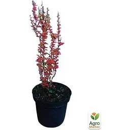 Саджанець Agro-Market Барбарис Тунберга 3-х річний Erecta С2 висота саджанця від 35 см (62765) 1 шт. в упаковці - мініатюра 3