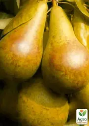 Саджанець Agro-Market Груша сонячного кольору Медова насолода (Honey pleasure) (преміальний, високоврожайний, соковитий сорт) 1 шт. в упаковці (47679) - мініатюра 3
