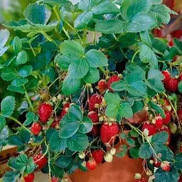 Полуниця Ампельна Agro-Market "Темптейшн" (Temptation) (ремонтантний сорт із солодкою, щільною, ароматною м'якоттю) (52654) 1 саджанець в упаковці
