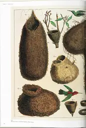 Seba. Cabinet of Natural Curiosities - Райнер Віллманн - мініатюра 4