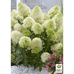 Саджанець Agro-Market Гортензія 3-х річна волотиста Pastel Green (183336) 1 шт. в упаковці - мініатюра 2