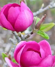 Магнолія Agro-Market щеплена 4-річна гібридна Black Tulip висота 60-80 см 1 саджанець в упаковці - мініатюра 3