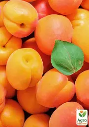 Саджанець Agro-Market Абрикос Янтар весняний (літній сорт, надранній термін дозрівання) 1 шт. в упаковці (179967) - мініатюра 2