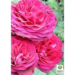 Саджанець Agro-Market Троянда плетиста Пінк Мушімара (клас АА +) вищий сорт (20632) 1 шт. - мініатюра 4