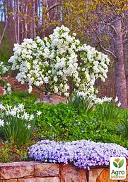Екзохорда кистовидная 2-х річна Magical Springtime висота 30-50см (115242) 1 саженец - мініатюра 6