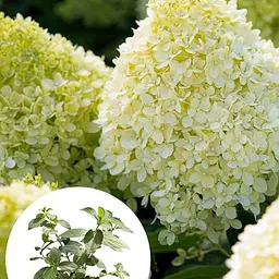 Гортензія волотиста 2-річна "Living-Cotton Cream" висота саджанця 20-30см (186199) 1 саженец - мініатюра 4