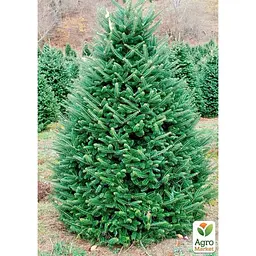 Саджанець Agro-Market Ялиця Фразера (Abies Fraseri) горщик P9 (176501) - мініатюра 2