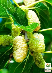 Саджанець Agro-Market Шовковиця великоплідна Стамбульська біла (літній сорт, середній термін дозрівання) 1 шт. в упаковці (16184) - мініатюра 2