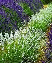 Лаванда Agro-Market Edelweiss 2-х річна 20-30 см з Нідерландів біла 1 саджанець в упаковці (147847) - мініатюра 2