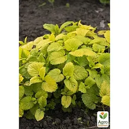 Саджанець Agro-Market Меліса лимонна Aurea (183696) 1 шт. - мініатюра 2