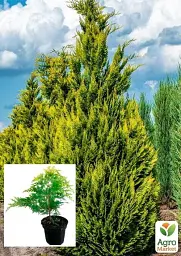 Саджанець Agro-Market Кипарисовик Лавсона Ivonne С2 висота 40-50 см 1 шт. в упаковці (71805) - мініатюра 2