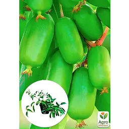 Саджанець Agro-Market Актинідія 2-х річна аргута Джамбо (міні-ківі, морозостійкий сорт) вазон С1 (179777) 1 шт. - мініатюра 3