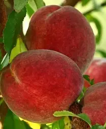Саджанець Agro-Market Персик Спрінг Хрест (25751) 1 шт. в упаковці - мініатюра 3