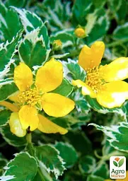 Саджанець Agro-Market Керія японська Picta (Variegata) (48851) - мініатюра 2