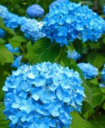 Гортензія Agro-Market Blue Lagoon крупнолиста зимостійкий високоврожайний сорт 1 саджанець в упаковці (47667) - мініатюра 3