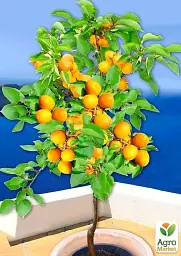 Саджанець Agro-Market Абрикос Лука (ранній термін дозрівання) 1 шт. в упаковці (178838) - мініатюра 3