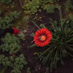 Обприскувач пневматичний Flora 8 л (5003234) - мініатюра 3