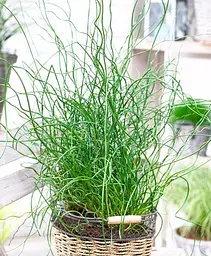 Саджанець Agro-Market Джункус Спіральний "Juncus effusus Spiralis" (93520) 1 шт. в упаковці (кімнатний) - мініатюра 2