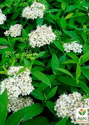 Саджанець Agro-Market Спірея Японська 2-х річна Albiflora вазон С2, висота 20-40см (176825) - мініатюра 4