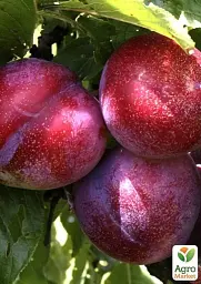 Саджанець Agro-Market Слива червоном'яса Рубі Кранч (осінній сорт, пізній термін дозрівання) 1 шт. в упаковці (182866) - мініатюра 3
