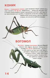 Велика книжка. Комахи - Олег Зав'язкин - мініатюра 5