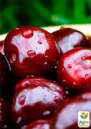 Саджанець Agro-Market Черешня Аніта (літній сорт, ранній термін дозрівання) 1 шт. в упаковці (177323) - мініатюра 2